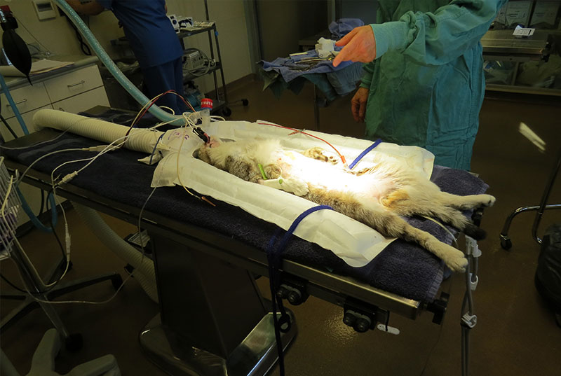 VeterinaryMalpracticeandGrooming Photo